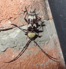 Megacyllene antennata