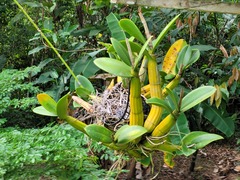 Myrmecophila tibicinis