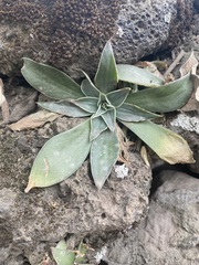 Echeveria