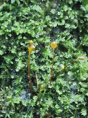 Amblystegium serpens