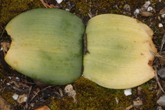 Haemanthus