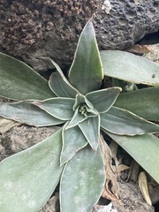 Echeveria