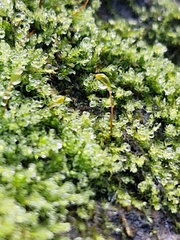 Amblystegium serpens