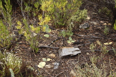 Haemanthus
