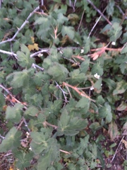 Physocarpus monogynus