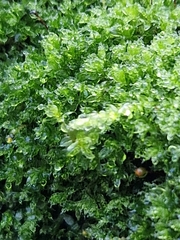 Amblystegium serpens