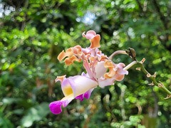 Myrmecophila tibicinis