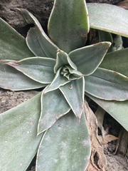Echeveria