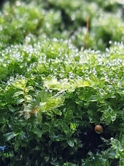 Amblystegium serpens