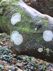 Amblystegium serpens