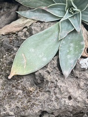 Echeveria