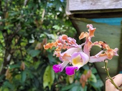 Myrmecophila tibicinis