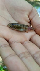 Poeciliidae