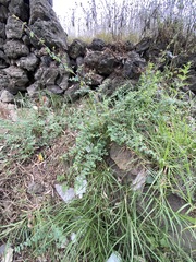 Symphoricarpos microphyllus