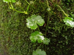 Hydrocotyle setulosa