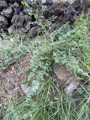 Symphoricarpos microphyllus