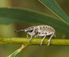Leptopius