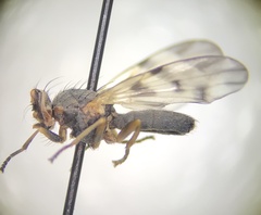 Melieria