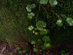 Hydrocotyle setulosa