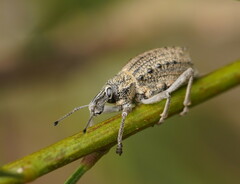 Leptopius
