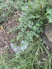 Symphoricarpos microphyllus