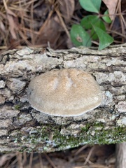 Cyanosporus livens