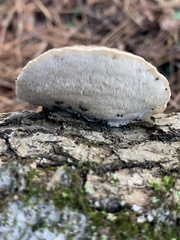 Cyanosporus livens
