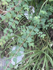 Symphoricarpos microphyllus