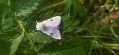 Acronicta leporina