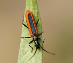 Stenoderus suturalis