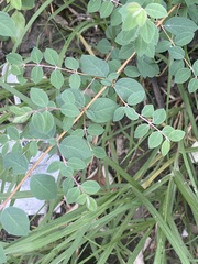 Symphoricarpos microphyllus