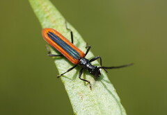 Stenoderus suturalis