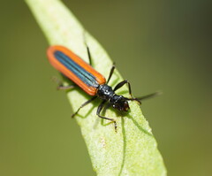 Stenoderus suturalis