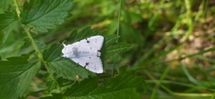Acronicta leporina