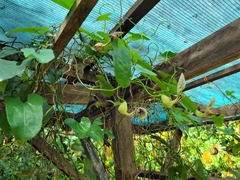 Aristolochia surinamensis