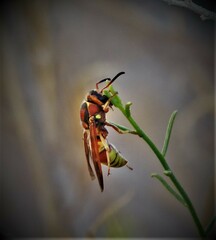Euodynerus pratensis