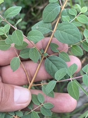 Symphoricarpos microphyllus