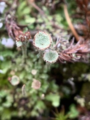 Cladonia floerkeana