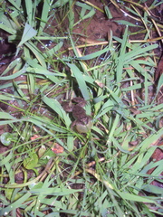 Pseudopaludicola falcipes