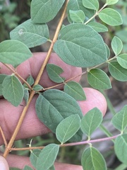 Symphoricarpos microphyllus