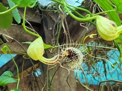 Aristolochia surinamensis