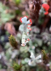 Cladonia floerkeana