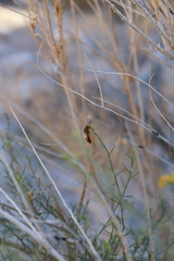 Euodynerus pratensis