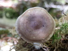 Lactarius uvidus acystidiosus