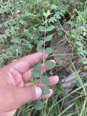 Symphoricarpos microphyllus