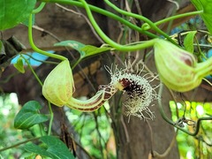 Aristolochia surinamensis