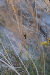 Euodynerus pratensis