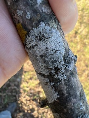 Physcia millegrana