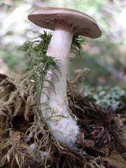 Lactarius uvidus acystidiosus