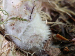Lactarius uvidus acystidiosus